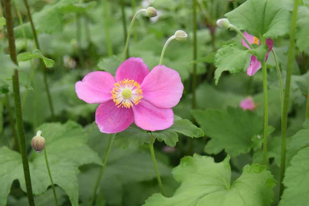 Anemone hupehensis 'Hadspen Abundance' ---